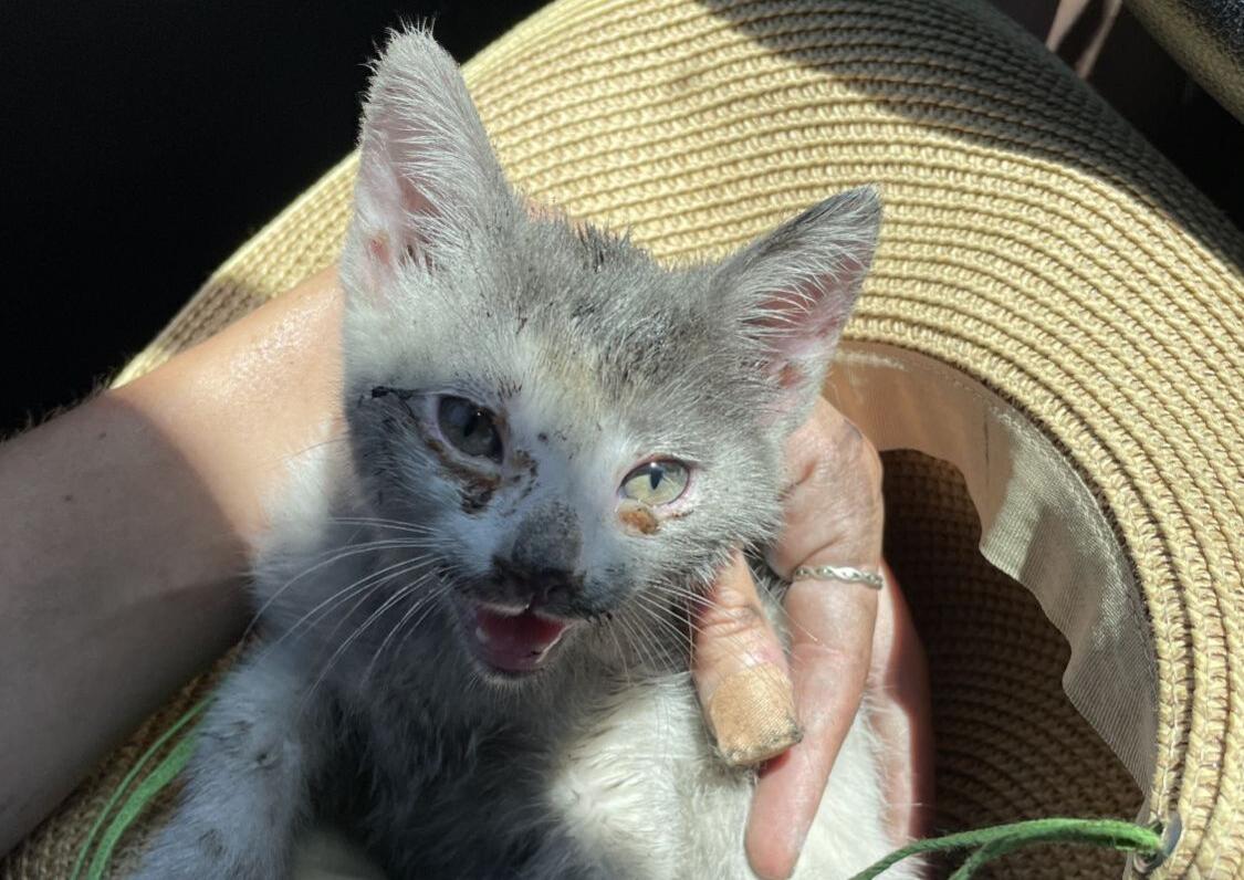 Stowaway kitty survives wild ride to Napa